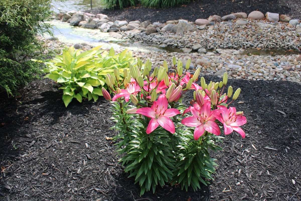 Landscaped garden bed