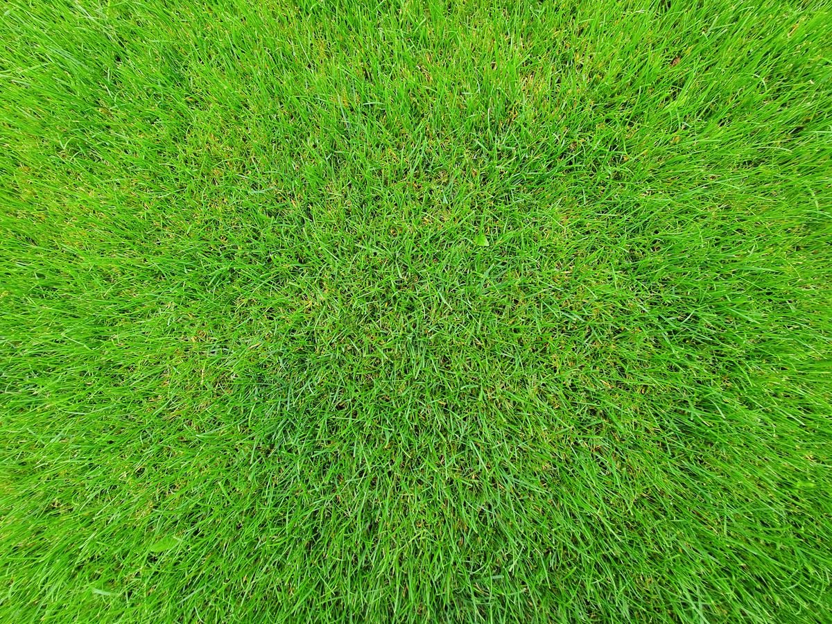 Sod, Seed & Repair
